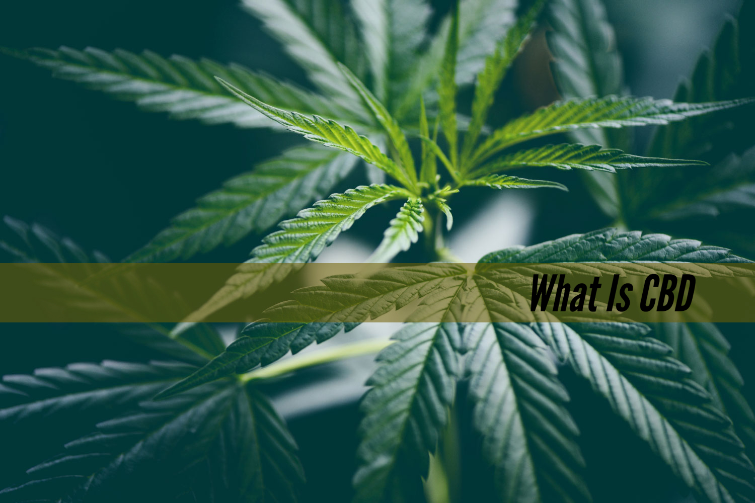 What Is CBD? A Beginner’s Guide To Cannabidiol - CBD Gain